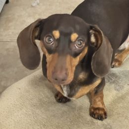 Romeo - Dachshund