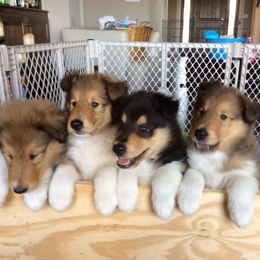 Collie Puppies from E’Marie Collies