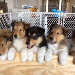 Collie Puppies from E’Marie Collies