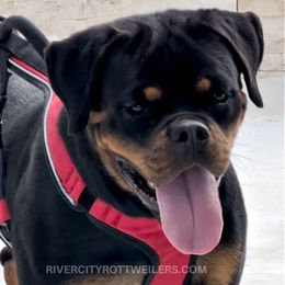 Xana - Rottweiler