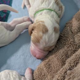 Bud - Parti male Goldendoodle puppy in Sioux Falls, South Dakota from Dolly's Doodles