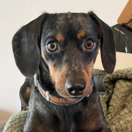 Dappy - Dachshund