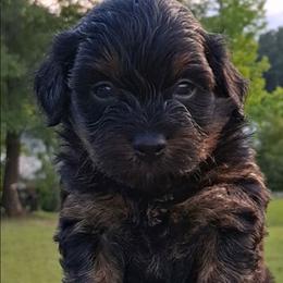 Raphael - Black and tan male Companion Cross puppy in Macon, Georgia from Shipoo Lane