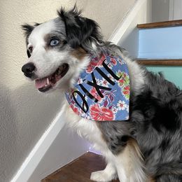 Miniature American Shepherds and Papillons from LS Best Friends
