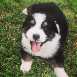 Australian Shepherd Puppies from Boise Aussie Paws