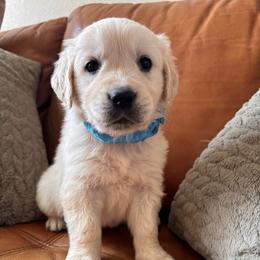 Light blue boy - Light golden male Golden Retriever puppy in Pahrump, Nevada from Southern Nevada Goldens