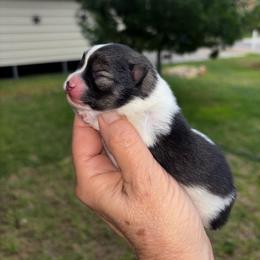 Justice - Wolf sable male Pomeranian puppy in Odessa, Texas from Cherry's Poms