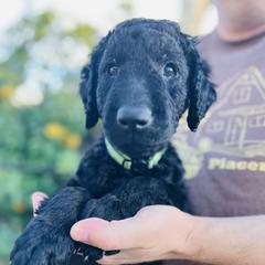 Curly-Coated Retriever Puppies from CHAPARRAL CURLY RETRIEVERS