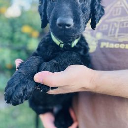 Curly-Coated Retriever Puppies from CHAPARRAL CURLY RETRIEVERS