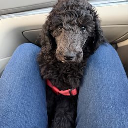 Nebula - Blue female Poodle puppy in Piqua, Kansas from Legacy Farms Standard Poodles