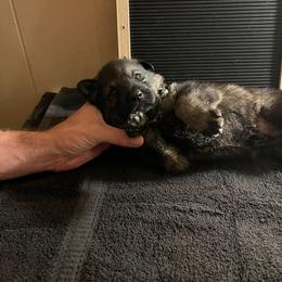 German Shepherd Puppies from Janices AKC German Sheperds LLC