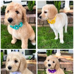 "2022 Spring litter" Double Doodle Puppies from Delta Double Doodles
