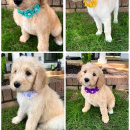 "2022 Spring litter" Double Doodle Puppies from Delta Double Doodles