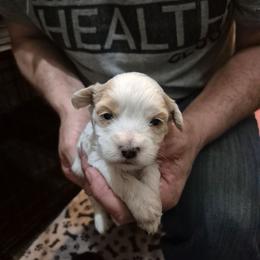 Misty - Cafe au lait female Maltipoo puppy in Everett, Washington from Meadows Ranch