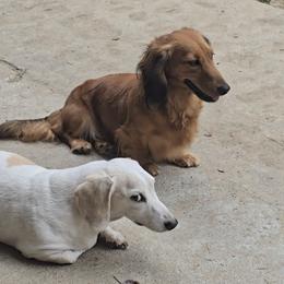 Dachshund All Grown Up from DachGen
