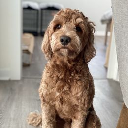 GIZMO - Australian Labradoodle