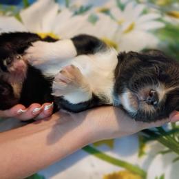 Sterling (green) - Black tri-color male Australian Shepherd puppy in Okeechobee, Florida from Rothsolid Puppies