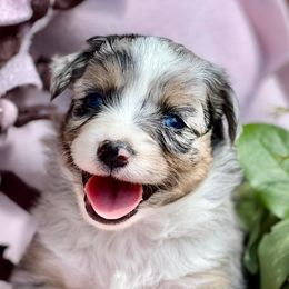 Aussiedoodles, Goldendoodles, Miniature Australian Shepherds, and Sheepadoodles from Sandlot Aussies and Doodles