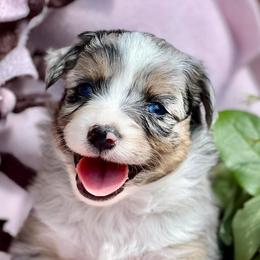 Aussiedoodles, Goldendoodles, Miniature Australian Shepherds, and Sheepadoodles from Sandlot Aussies and Doodles