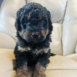 North - Phantom male Bernedoodle puppy in Sherman, Illinois from Shirl Doodle Life