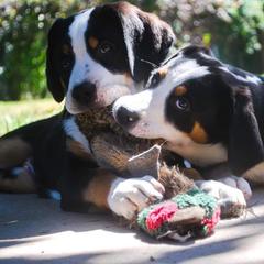 German Shorthaired Pointer and Greater Swiss Mountain Dog Puppies from Suma Kennels