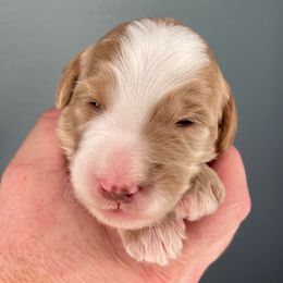 Queen - Red female Bernedoodle puppy in Surprise, Arizona from Huckleberry Doodles