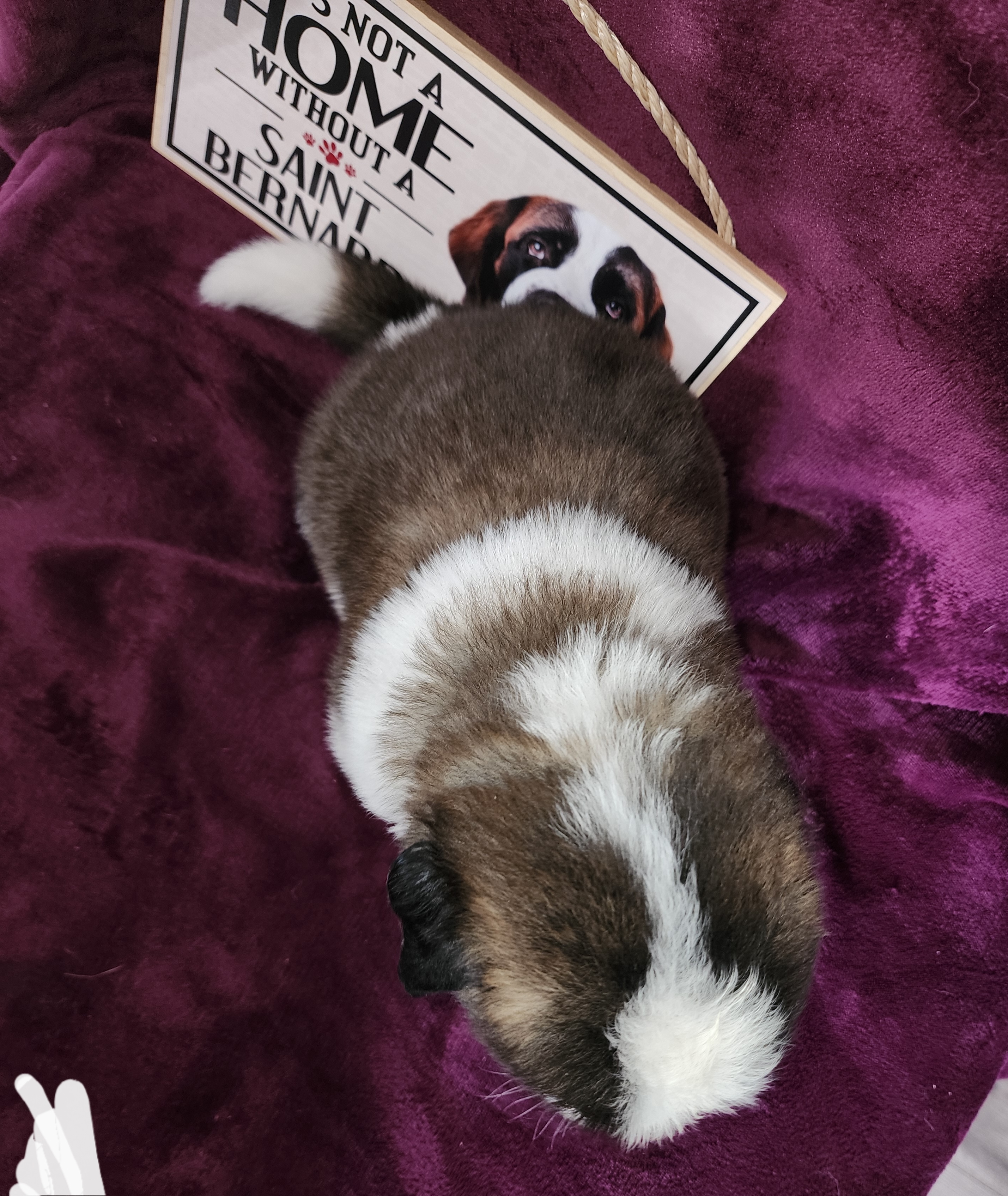 Saint Bernard Puppies from Tonya Tate's Saint Bernards