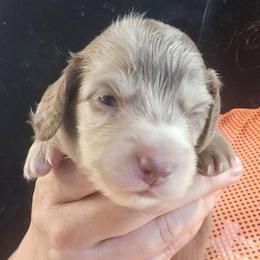 Alicent - Dapple female Dachshund puppy in Bigfork, Minnesota from Long Ears and Long Dogs Ranch