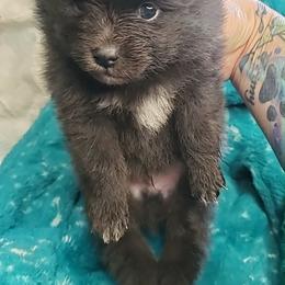 Boy 1 - Black male Pomeranian puppy in Tulsa County, Oklahoma from CP Kennels