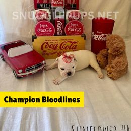 Sunflower - White female Bulldog puppy in Tremonton, Utah from Snuggle Pups