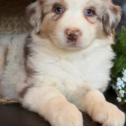 Vonya-has tail-many videos - Red merle female Australian Shepherd puppy in Troy, South Carolina from Australian Shepherds of 3/W Farms