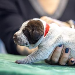 Red Girl - Liver and white female German Shorthaired Pointer puppy in Bryan, Texas from Ehrenvogel and Bessdach Kennels