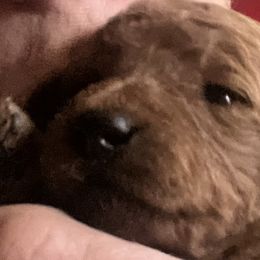 German Shorthaired Pointers and Goldendoodles from MLC Kennel
