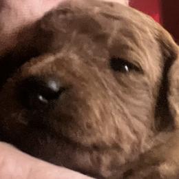 German Shorthaired Pointers and Goldendoodles from MLC Kennel