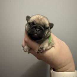 Peep - Fawn male Pug puppy in Ludowici, Georgia from Royal Destiny Kennels