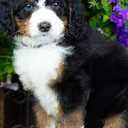 Bernedoodles and Goldendoodles from Ruby's Doodles