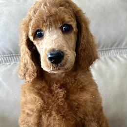 King - Red  male Poodle puppy in Stanley, Wisconsin from McJare's Puppy Palace