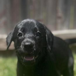 Black male - Black male Labrador Retriever puppy in Prosper, Texas from Essayons Gundogs