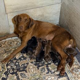 Blue - Chocolate male Labrador Retriever puppy in Millville, New Jersey from Creekside Canines