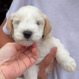 Axel - Parti male Miniature Schnauzer puppy in Corona, California from 92882 Schnauzerville