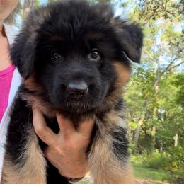 Female 1 - Black and red female German Shepherd puppy in Brooksville, Florida from Vom Hundhaus Shepherds