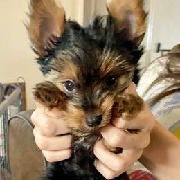 Yorkshire Terrier Puppies from Cutest AKC Arizona Yorkies