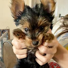Yorkshire Terrier Puppies from Cutest AKC Arizona Yorkies