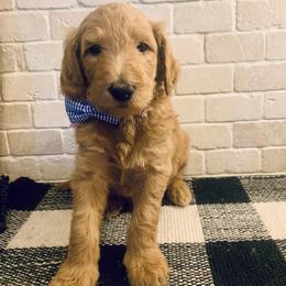 Goldendoodle Puppies from Perry Farm Doodles