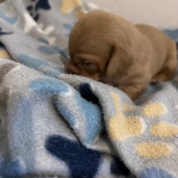 Sky - Red female Dachshund puppy in Conroe, Texas from R&M Dachshunds