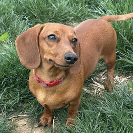 Valentine - Dachshund