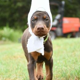 Gunner - Red and rust male Doberman Pinscher puppy in Overton, Texas from Obsidian Kennel
