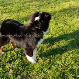 Miniature Australian Shepherd and Toy Australian Shepherd All Grown Up from Tagalong Lane Australian shepherds