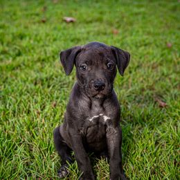 Hoss - Black male American Bully puppy in El Dorado, Arkansas from KO Dynasty Kennels