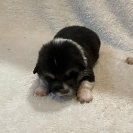 Freddy - Black and tan male Pembroke Welsh Corgi puppy in Morgantown, Pennsylvania from GoldStar Corgis (License Number 18519)